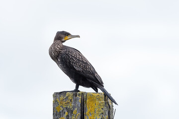Black cormorant (Phalacrocorax carbo) perching on a wooden post