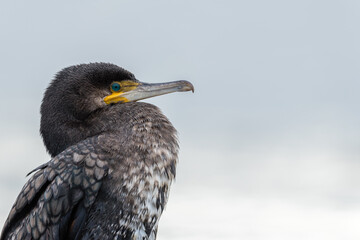 Black cormorant (Phalacrocorax carbo) close-up