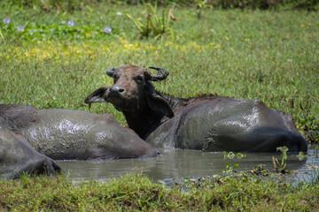 Obraz premium Asian Water Buffalo (Bubalus Bubalis) in Sri Lanka