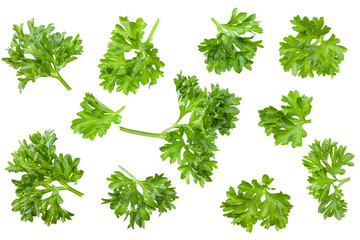 green fresh parsley leaves isolated on white background. top view. flat lay