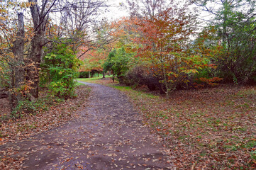 A walking trail in Virginia, strewn with the fallen leaves of the trees turning red, pink, orange, and yellow in October