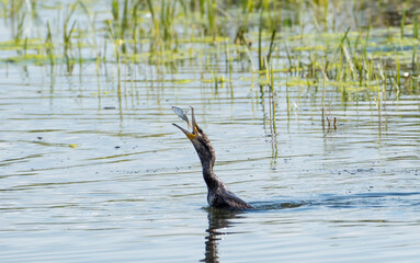 Kormoran