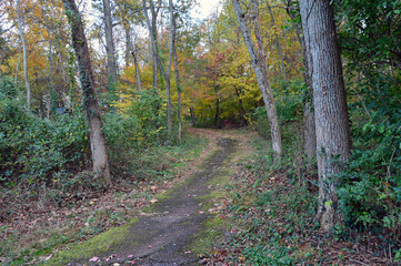 A walking trail in Virginia, strewn with the fallen leaves of the trees turning red, pink, orange, and yellow in October