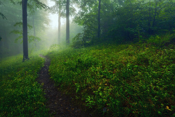 A footpath in foggy beech forest
