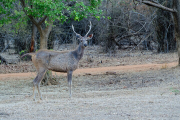 Stag Sambar deer (Rusa unicolor), Tadoba Andhari Tiger Reserve, Maharashtra state, India