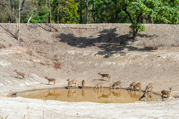 Chital or Spotted deer (Axis axis) drinking in a pond, Bandhavgarh National Park, Madhya Pradesh, India