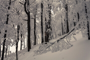 Beech forest covered with snow in the mountain at winter time