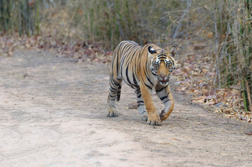 Fototapeta na wymiar Young Bengal tiger (Panthera tigris tigris) walking on a forest path, Bandhavgarh National Park, Madhya Pradesh, India