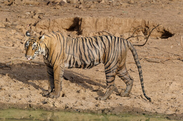 Fototapeta na wymiar Female Bengal tiger (Panthera tigris tigris), Ranthambhore National Park, Rajasthan, India