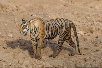 Fototapeta na wymiar Female Bengal tiger (Panthera tigris tigris), Ranthambhore National Park, Rajasthan, India