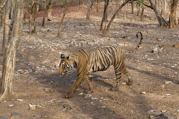 Female Bengal tiger (Panthera tigris tigris), Ranthambhore National Park, Rajasthan, India