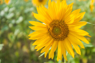 Obraz premium Tournesol