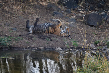 Fototapeta na wymiar Female Bengal tiger (Panthera tigris tigris) stretching, Ranthambhore National Park, Rajasthan, India