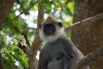 Close up of a tufted gray langur (Semnopithecus priam), Sri lanka