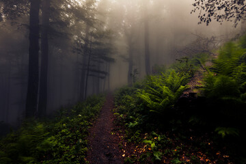 Footpath in dark forest