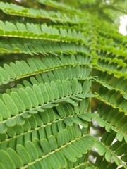 Fototapeta premium green leaves