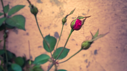 Beautiful pink rose flower with orange background