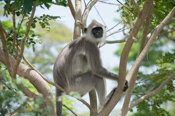 Tufted gray langur (Semnopithecus priam), Sri lanka