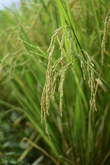 Rice fields - Close up details of rice seeds, Rice plants ready to be harvested