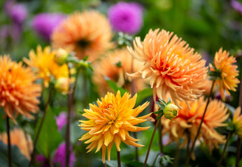 Assorted Dahlias In The Borders Of Rousham House