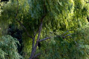 Tree in the countryside