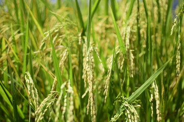 Obraz premium Rice fields - Close up details of rice seeds, Rice plants ready to be harvested