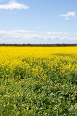 Obraz premium Canola fields of Victoria in summer