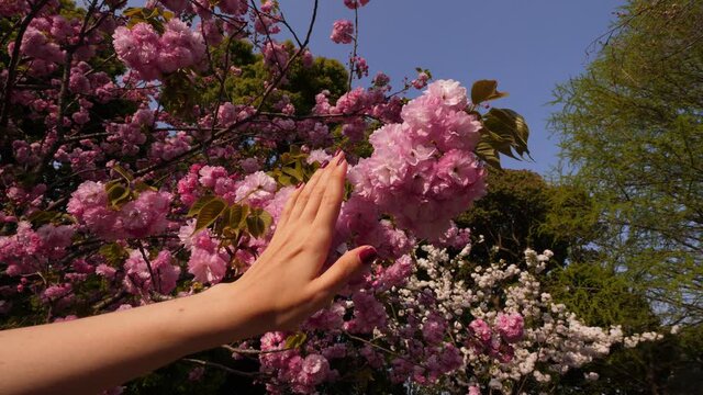 Woman gently move hand over beautiful flowers of cherry tree, closeup shot of arm and blossoming cluster on branch. Tourist girl enjoy hanami time at Tokyo at middle of spring
