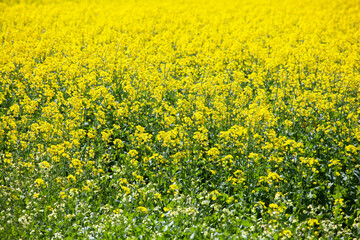 Canola fields of Victoria in summer