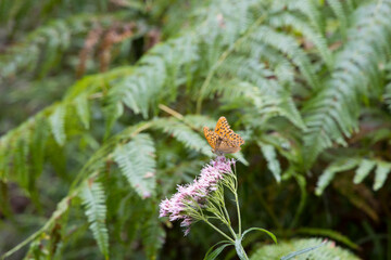 orange butterfly sitting on a flower
