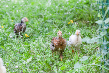 Poule