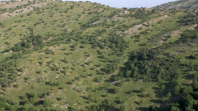 Mount Hermon Landscape, Arar valley and woodland, Israel
Long shot view, July, 2020
