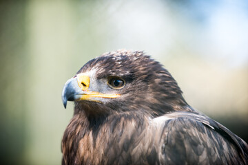 Adler im Zoo