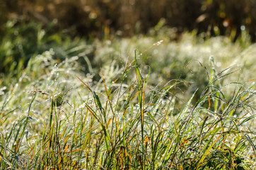 DEW ON THE MEADOW - Autumn morning in the sunshine
