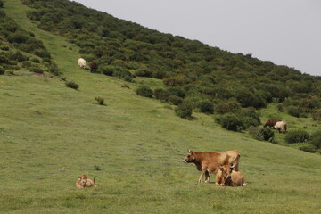 Cows pasturing in the countryside