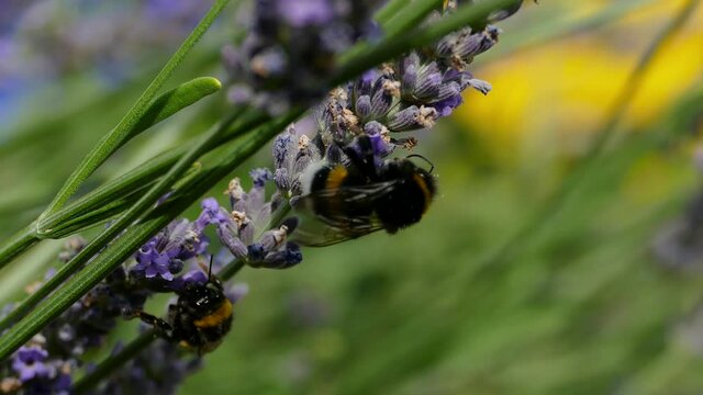 Close up of bumblebees pollinate sunflower at sunny day. Detail view of group of bumble bees collecting pollen on lavender on springtime