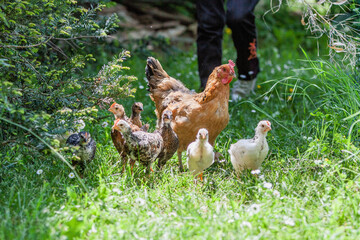 Poule