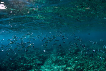 School of tuna fish in transparent blue sea