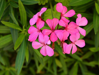 pink flowers in the garden