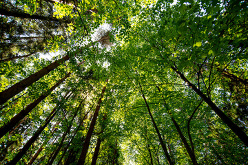 
crown of coniferous trees in a summer forest