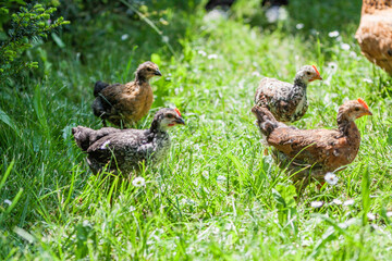 Poule