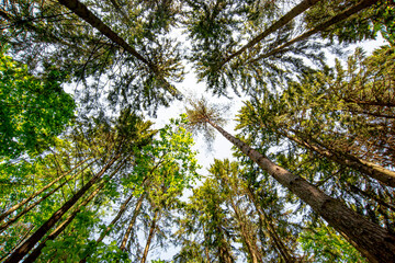 
crown of coniferous trees in a summer forest