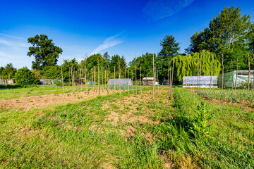 Fototapeta premium Kleingarten mit Holzpfähle für Stangenbohnen