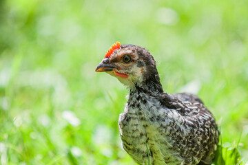 Poule