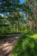 Fototapeta na wymiar dirt path in a pine summer forest