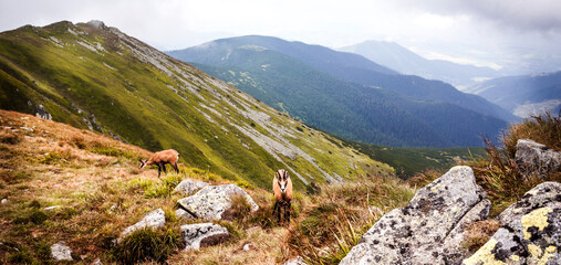 Tatras mountain panorama with wild chamois