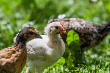 Poule