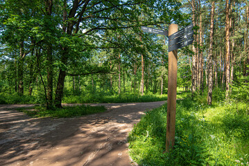 dirt path in a pine summer forest