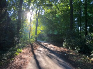 path in the forest