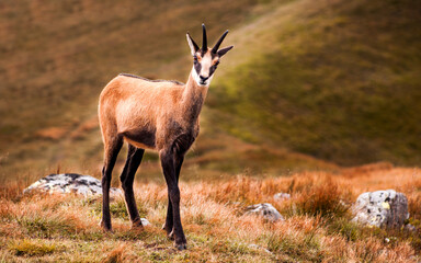 Wild Tatra Chamois on the hill, Rupicapra rupicapra tatrica, Low Tatras mountains, Tatra National...
